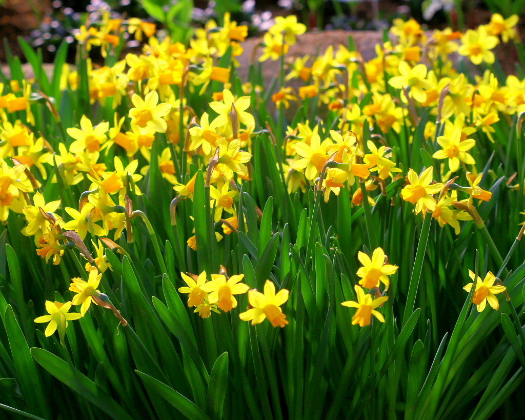 マクロレンズで春の花々_c0305565_17354969.jpg