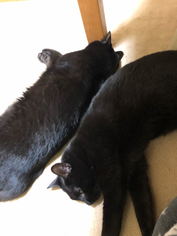 デマ_e0355177_16102244.jpg