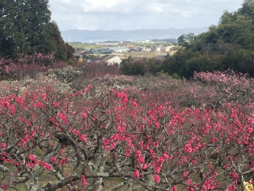 梅の花_c0184989_11003165.jpeg