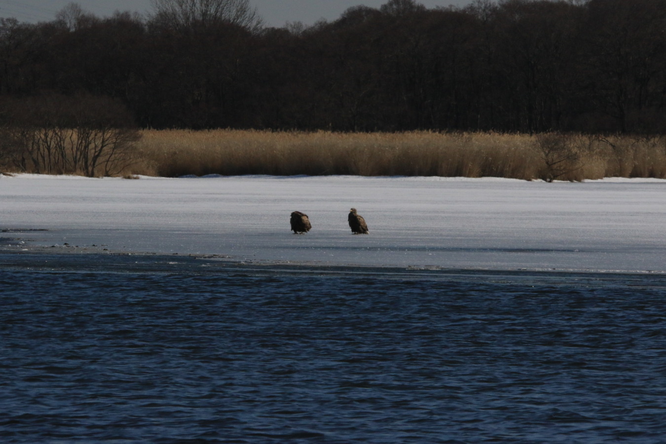 婚姻色のカワウほか　2／27の鳥見②　_c0360399_22124320.jpg