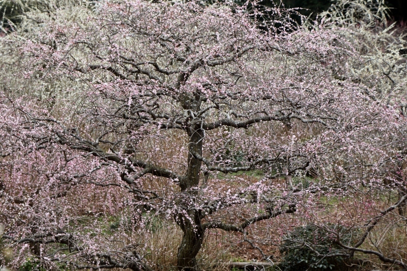 東日本で一番美しい枝垂れ梅が咲く庭園（掛川市・龍尾神社）_b0291402_13213529.jpg