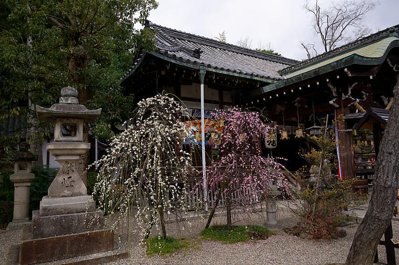 大和な雛まつり 其の一_f0032011_19201922.jpg