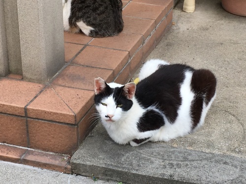 安倍首相記者会見_d0184114_19452507.jpeg