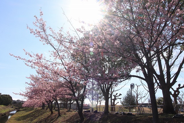 山崎運動公園のカワズザクラ満開(その1)(撮影:2月19日)_e0321325_15251024.jpg