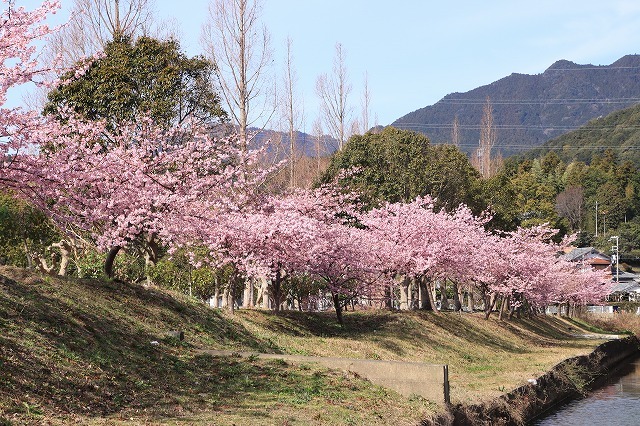 山崎運動公園のカワズザクラ満開(その1)(撮影:2月19日)_e0321325_15271387.jpg