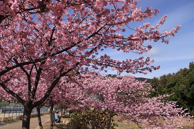 山崎運動公園のカワズザクラ満開(その1)(撮影:2月19日)_e0321325_15293898.jpg