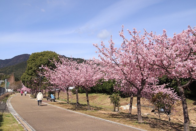 山崎運動公園のカワズザクラ満開(その1)(撮影:2月19日)_e0321325_15295130.jpg