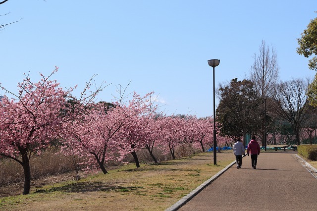 山崎運動公園のカワズザクラ満開(その1)(撮影:2月19日)_e0321325_15301433.jpg