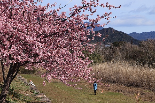 山崎運動公園のカワズザクラ満開(その2)(撮影:2月19日)_e0321325_15432470.jpg