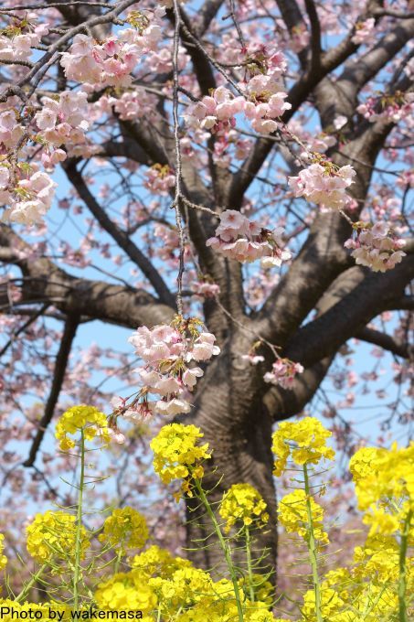 小松が池公園_f0129635_20540783.jpg