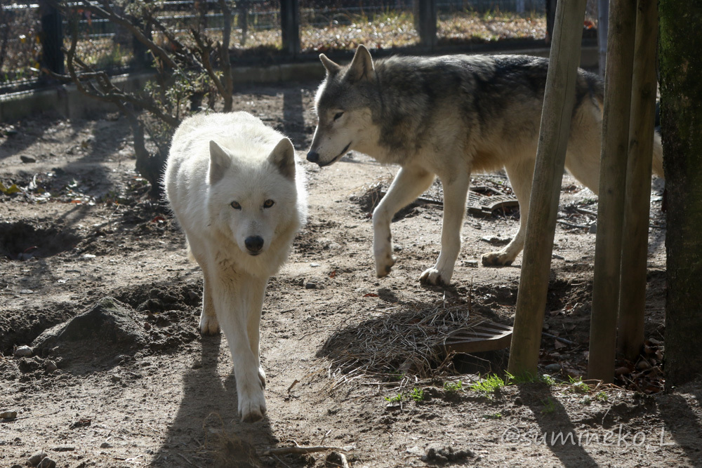 2020/02/02 秋田市大森山動物園 猛獣舎と施設見学_b0330044_13485753.jpg