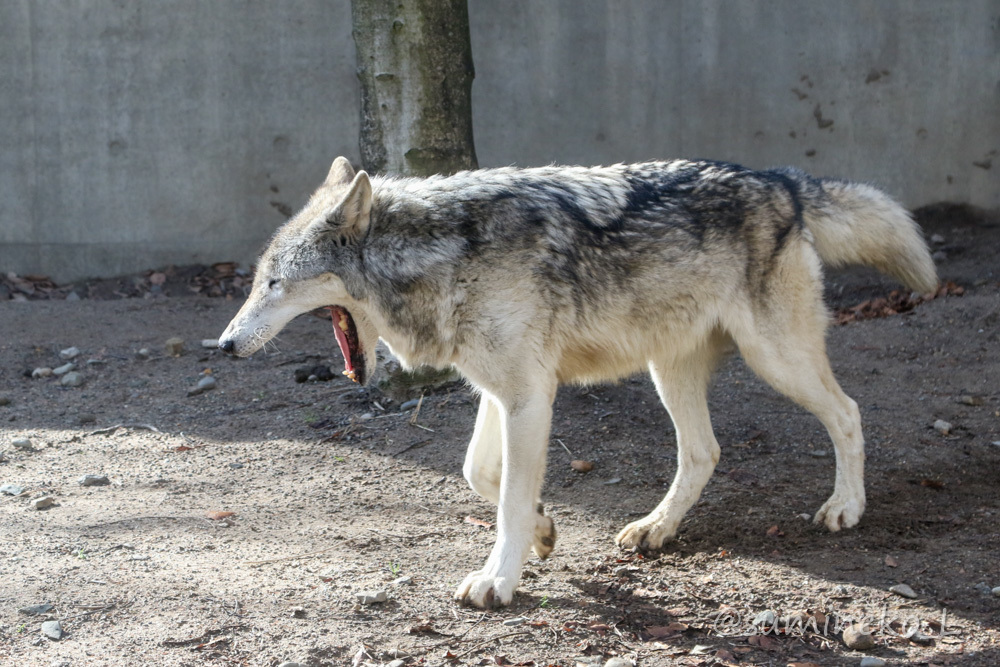 2020/02/02 秋田市大森山動物園 猛獣舎と施設見学_b0330044_13485769.jpg