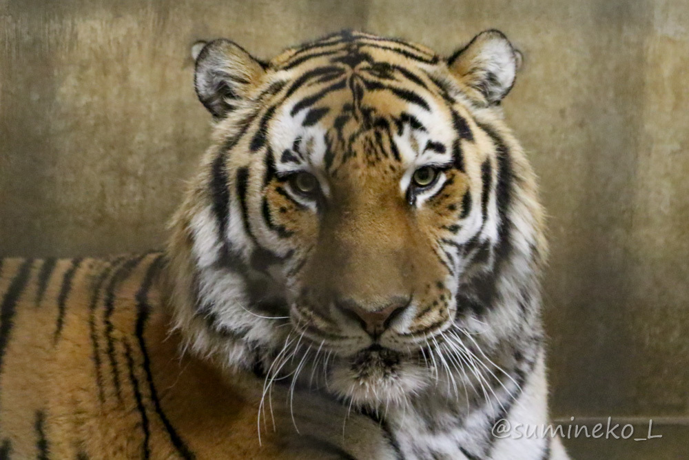 2020/02/02 秋田市大森山動物園 猛獣舎と施設見学_b0330044_15182801.jpg