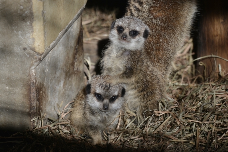 井の頭自然文化園、、、。_f0136162_23035457.jpg