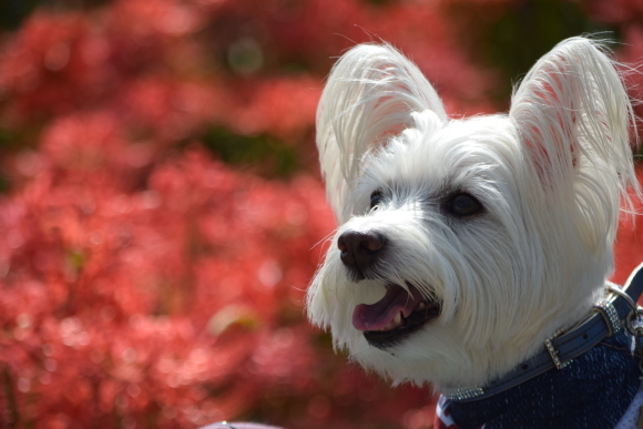 ♪ ダニエル 曼珠沙華に魅せられて~(#^.^#) ♪_b0242873_10525594.jpg
