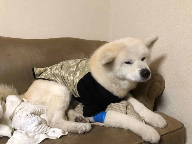 挙動不審を考える その2_c0257276_12041173.jpg