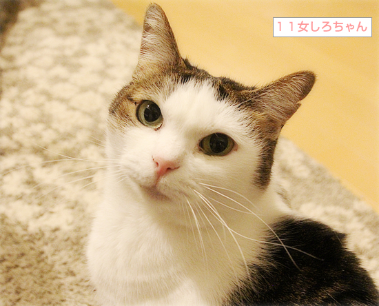 まさかの世代交代?_a0389088_16093886.jpg