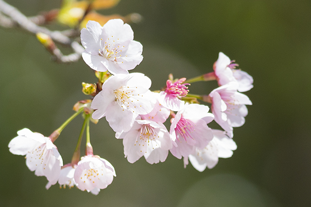 鎌倉 鶴岡八幡宮の早咲き桜 エーデルワイスphoto
