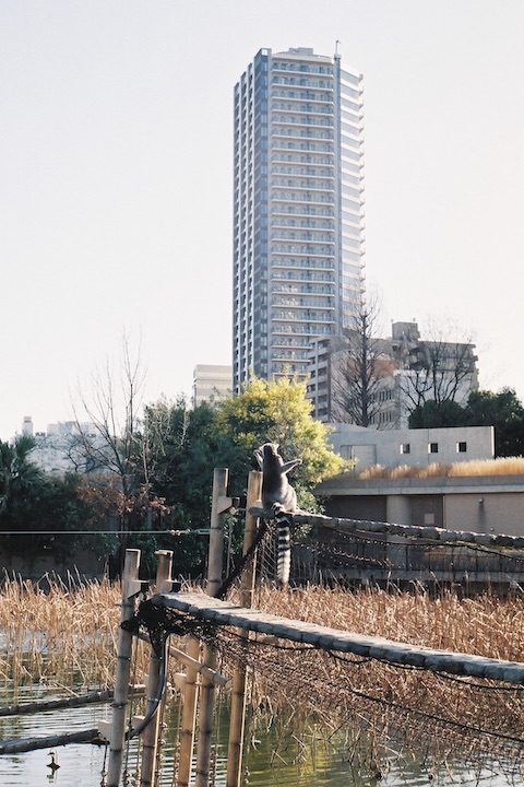 フィルム上野 TLS編 6枚_b0016600_22475672.jpg