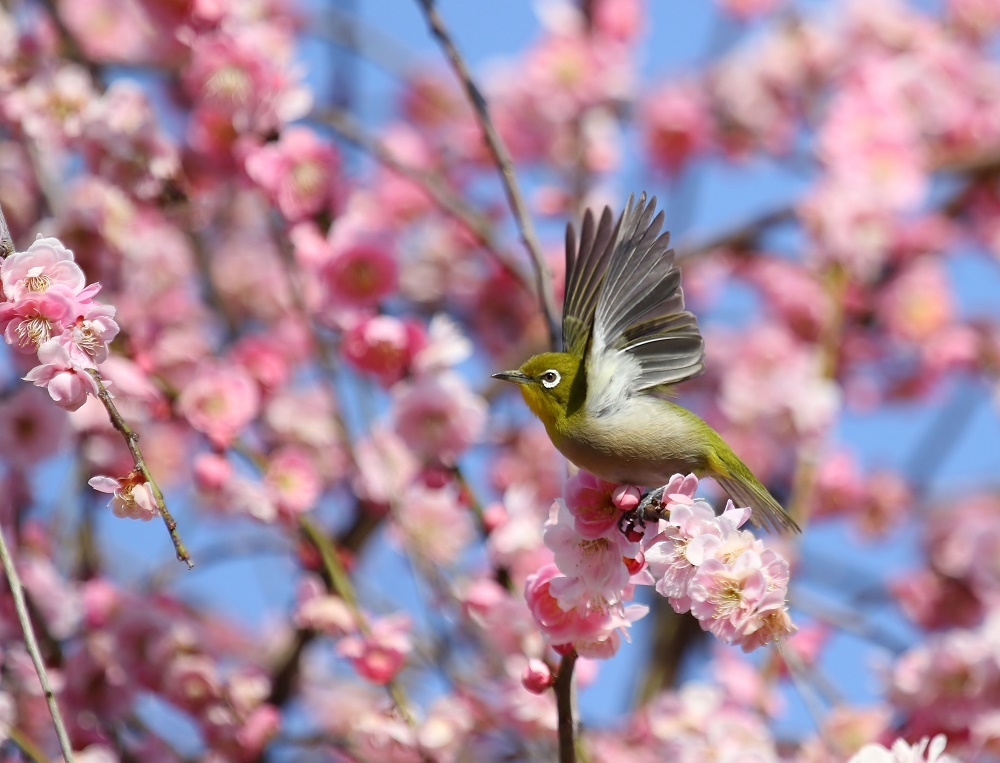 花の蜜を求めて メジロが ぶらり探鳥 花の蜜を求めて メジロが ぶらり探鳥