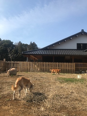 犬猫のホーム『ちえのわ』_f0242002_18314229.jpg