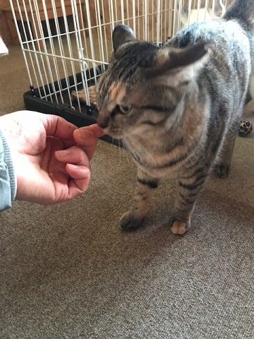 犬猫のホーム『ちえのわ』_f0242002_18314715.jpg