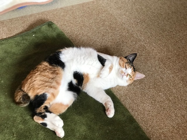 犬猫のホーム『ちえのわ』_f0242002_18481503.jpg