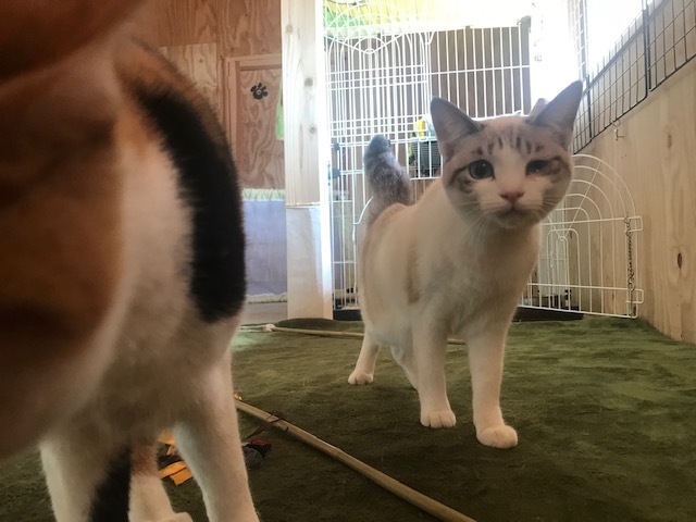 犬猫のホーム『ちえのわ』_f0242002_18483178.jpg
