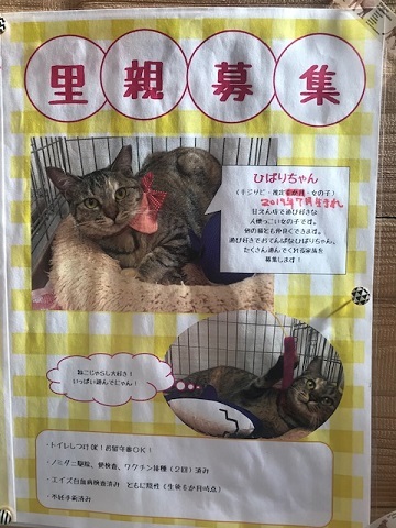 犬猫のホーム『ちえのわ』_f0242002_18483917.jpg