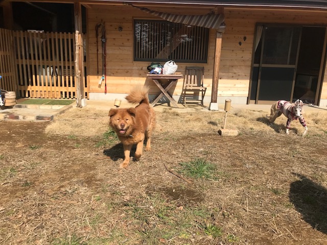 犬猫のホーム『ちえのわ』_f0242002_18532430.jpg