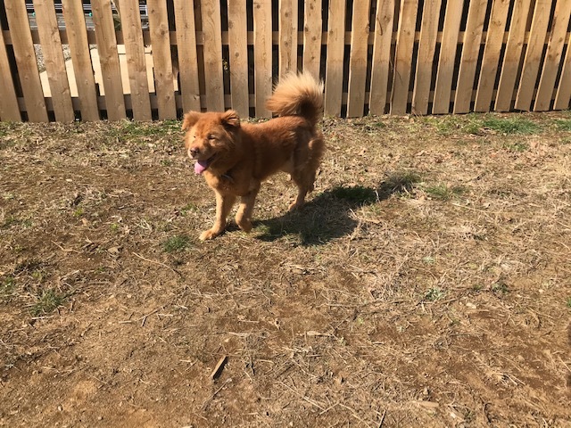 犬猫のホーム『ちえのわ』_f0242002_18533173.jpg