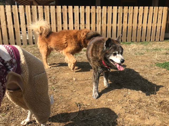 犬猫のホーム『ちえのわ』_f0242002_18570372.jpg