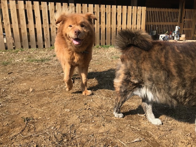犬猫のホーム『ちえのわ』_f0242002_18571066.jpg