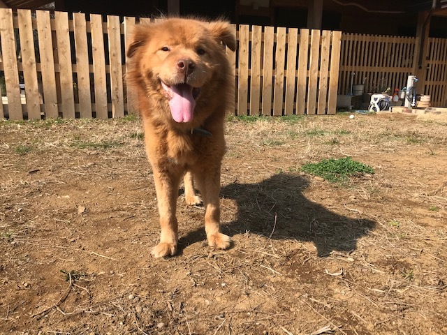 犬猫のホーム『ちえのわ』_f0242002_18571815.jpg