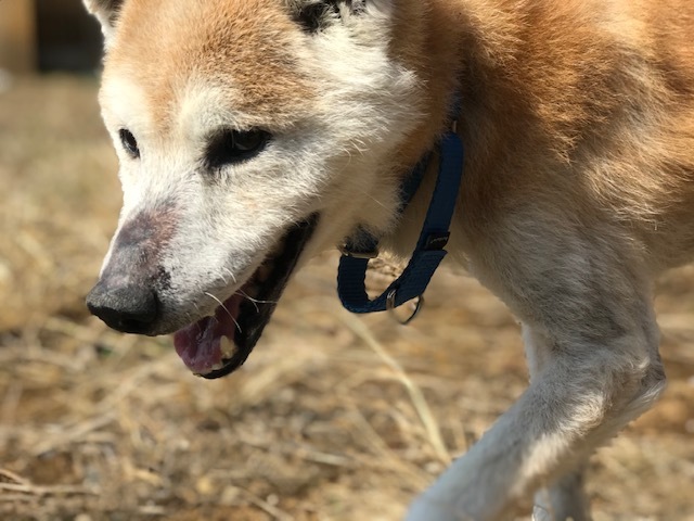 犬猫のホーム『ちえのわ』_f0242002_18572624.jpg