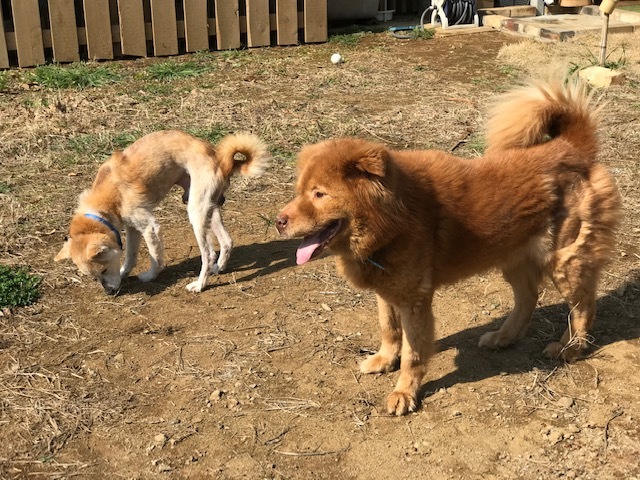 犬猫のホーム『ちえのわ』_f0242002_18573409.jpg