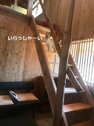 犬猫のホーム『ちえのわ』_f0242002_19023440.jpg