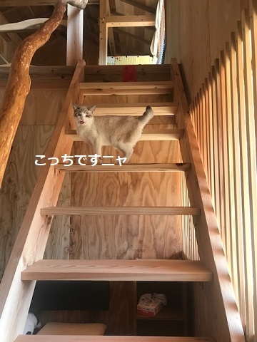 犬猫のホーム『ちえのわ』_f0242002_19024045.jpg
