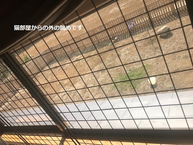 犬猫のホーム『ちえのわ』_f0242002_19030496.jpg