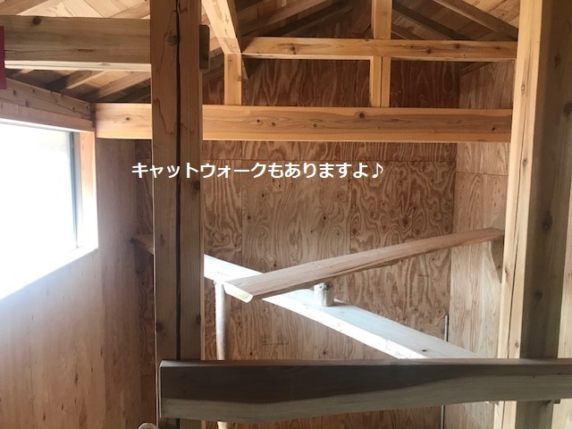 犬猫のホーム『ちえのわ』_f0242002_19031174.jpg