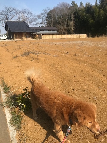 犬猫のホーム『ちえのわ』_f0242002_19033585.jpg
