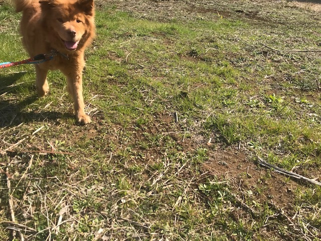 犬猫のホーム『ちえのわ』_f0242002_19034192.jpg