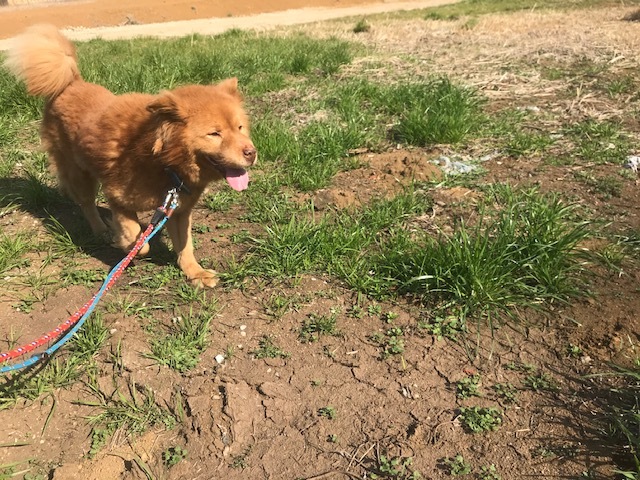犬猫のホーム『ちえのわ』_f0242002_19034860.jpg