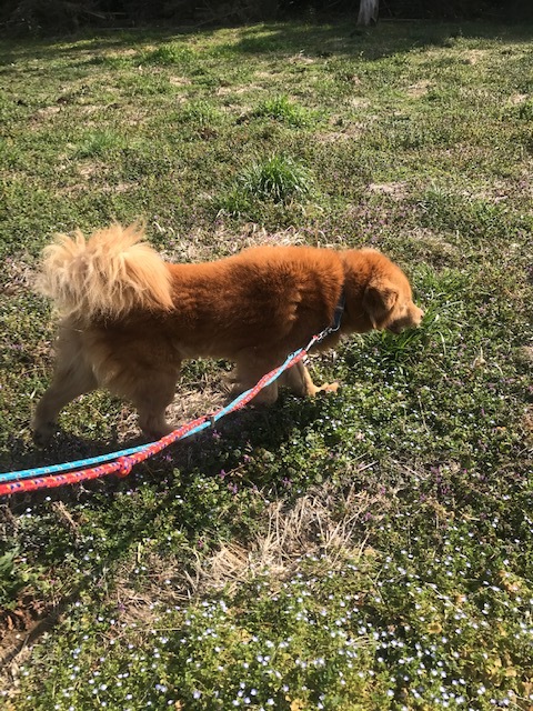 犬猫のホーム『ちえのわ』_f0242002_19035492.jpg