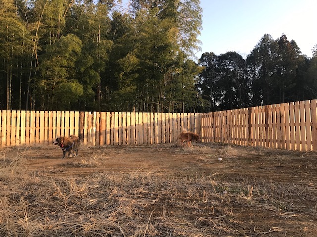 犬猫のホーム『ちえのわ』_f0242002_19053756.jpg