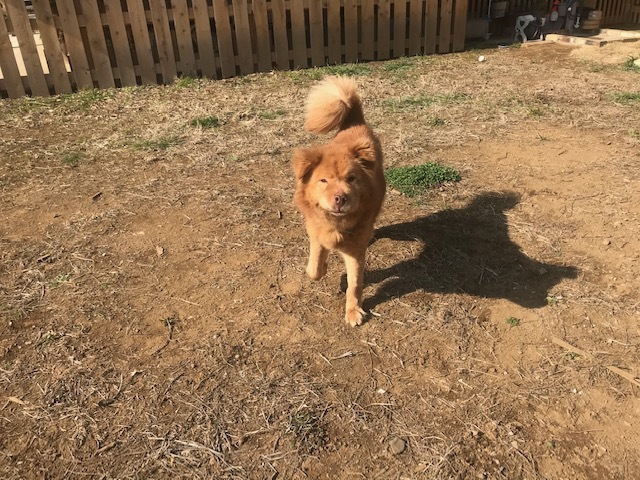 犬猫のホーム『ちえのわ』_f0242002_19102876.jpg
