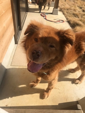 犬猫のホーム『ちえのわ』_f0242002_19104746.jpg