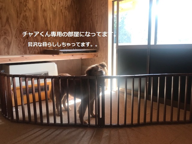 犬猫のホーム『ちえのわ』_f0242002_19105645.jpg