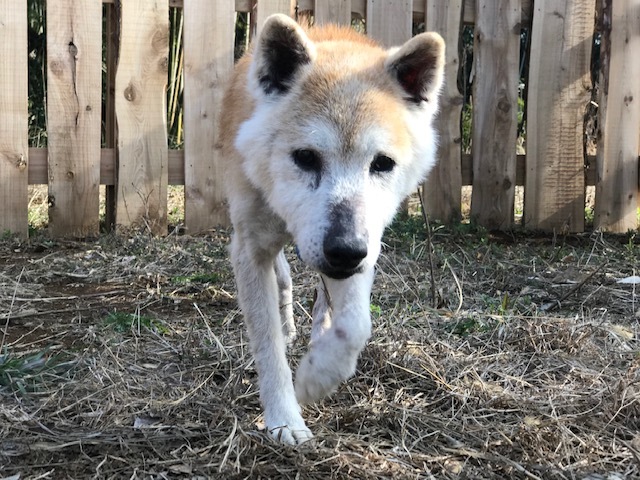 犬猫のホーム『ちえのわ』_f0242002_19114795.jpg