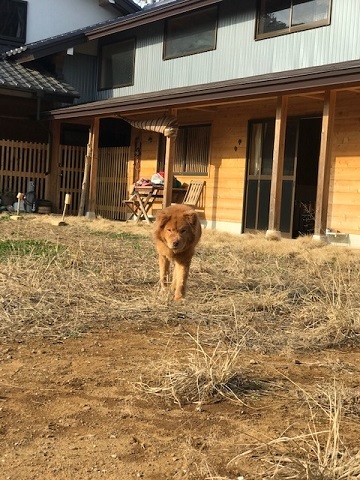 犬猫のホーム『ちえのわ』_f0242002_19150206.jpg